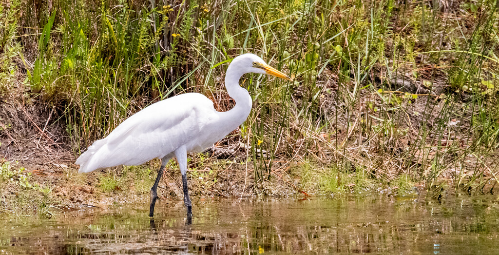 Egret Searching for a Snack! by rickster549
