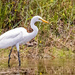 Egret Searching for a Snack!