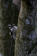 2nd Jul 2024 - Downy Woodpecker