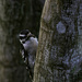 Downy Woodpecker by lstasel