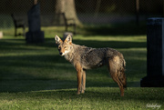 3rd Jul 2024 - The Beautiful Coyote