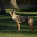 The Beautiful Coyote