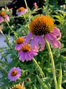 27th Jun 2024 - Coneflower