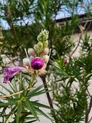 2nd Jul 2024 - 7 2 Desert Willow buds