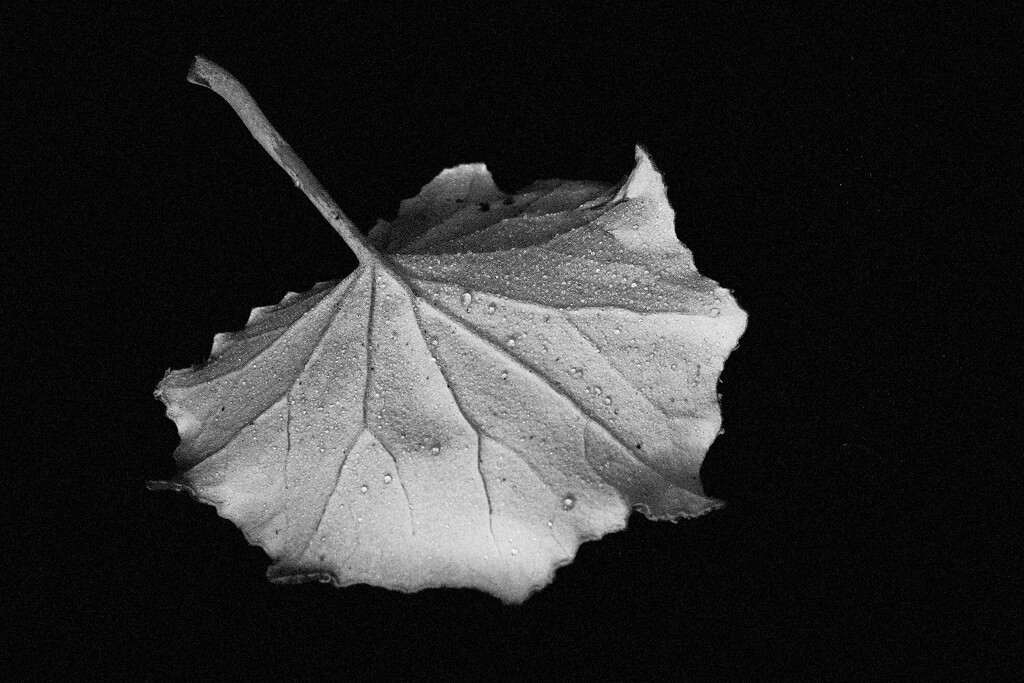 Coltsfoot Leaf Underside by allsop