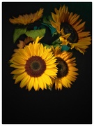 1st Jul 2024 - Sunflowers #1