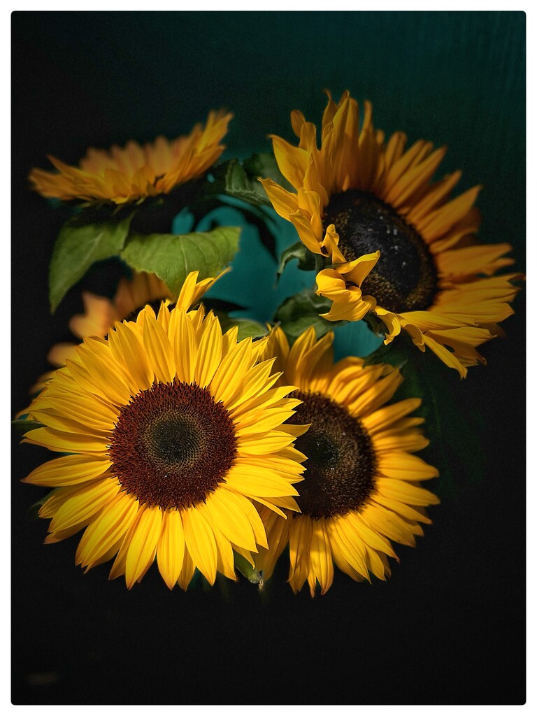 Sunflowers #2 by phil452
