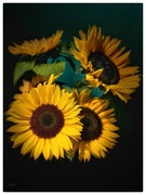 2nd Jul 2024 - Sunflowers #2