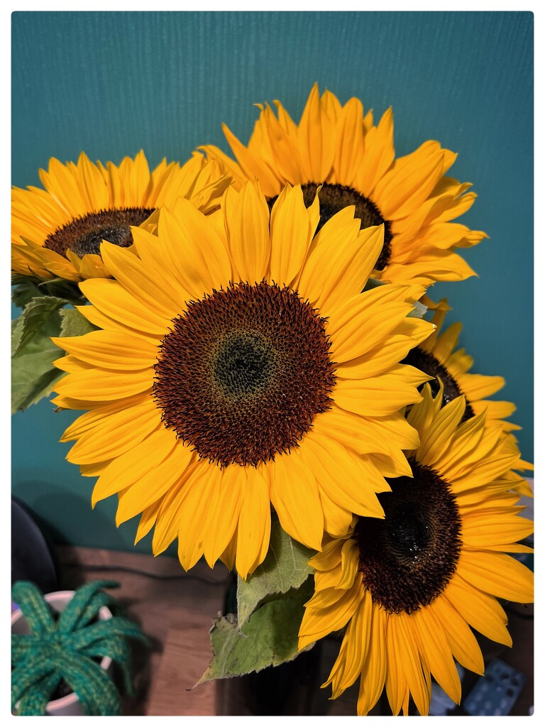 Sunflowers #3 by phil452