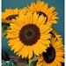 Sunflowers #3
