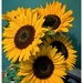 Sunflowers #4