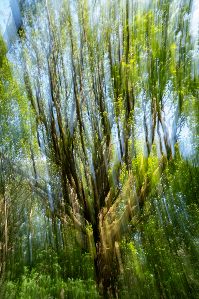 ICM Tree by hannahcallier