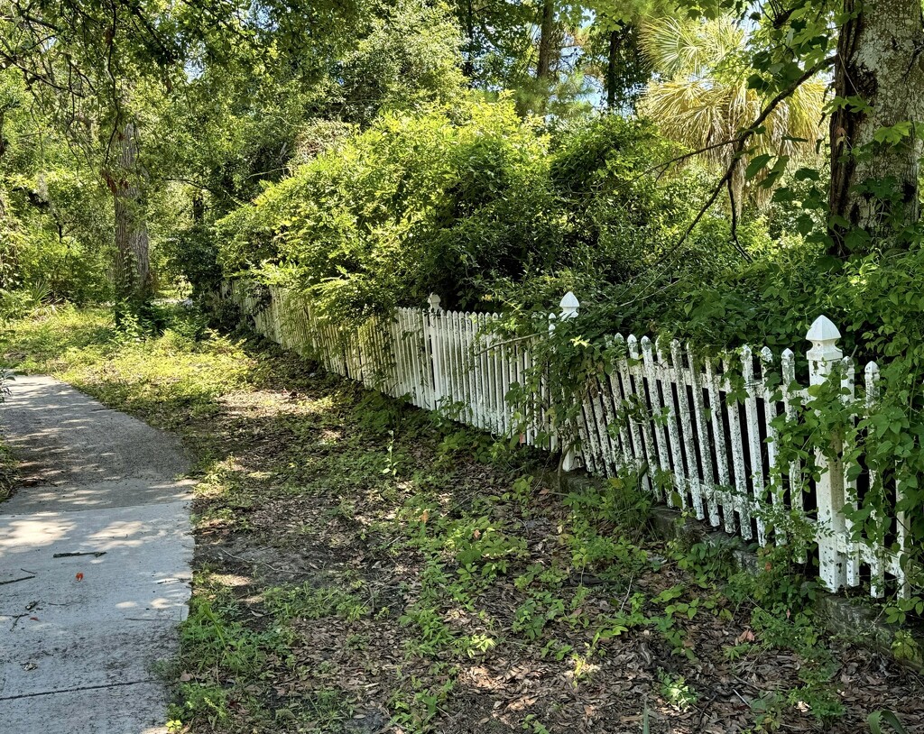 A very old picket fence by congaree