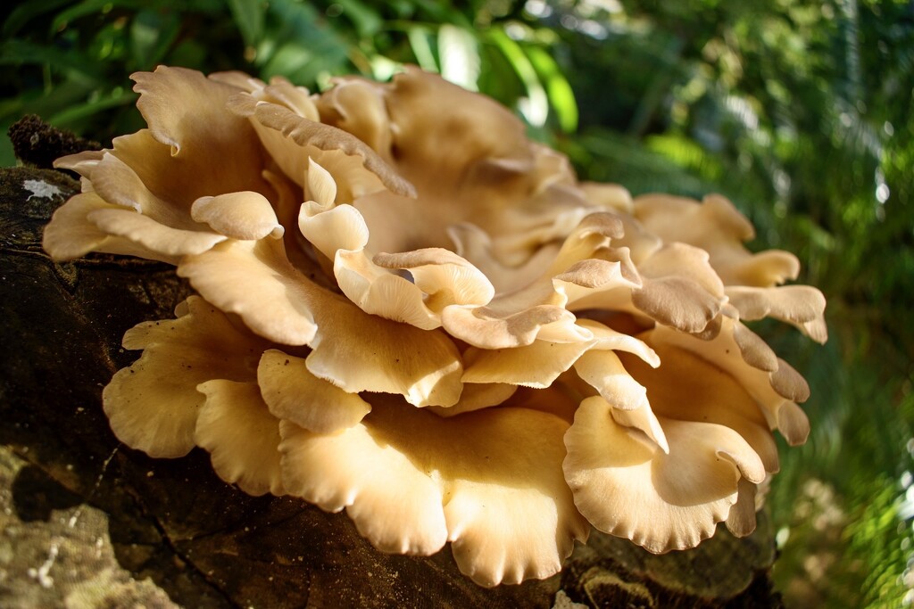 Flourishing Fungi by cocokinetic