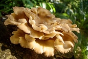 4th Jul 2024 - Flourishing Fungi