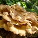 Flourishing Fungi