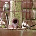 Long tailed tits