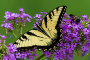 4th Jul 2024 - Butterfly & Bee 