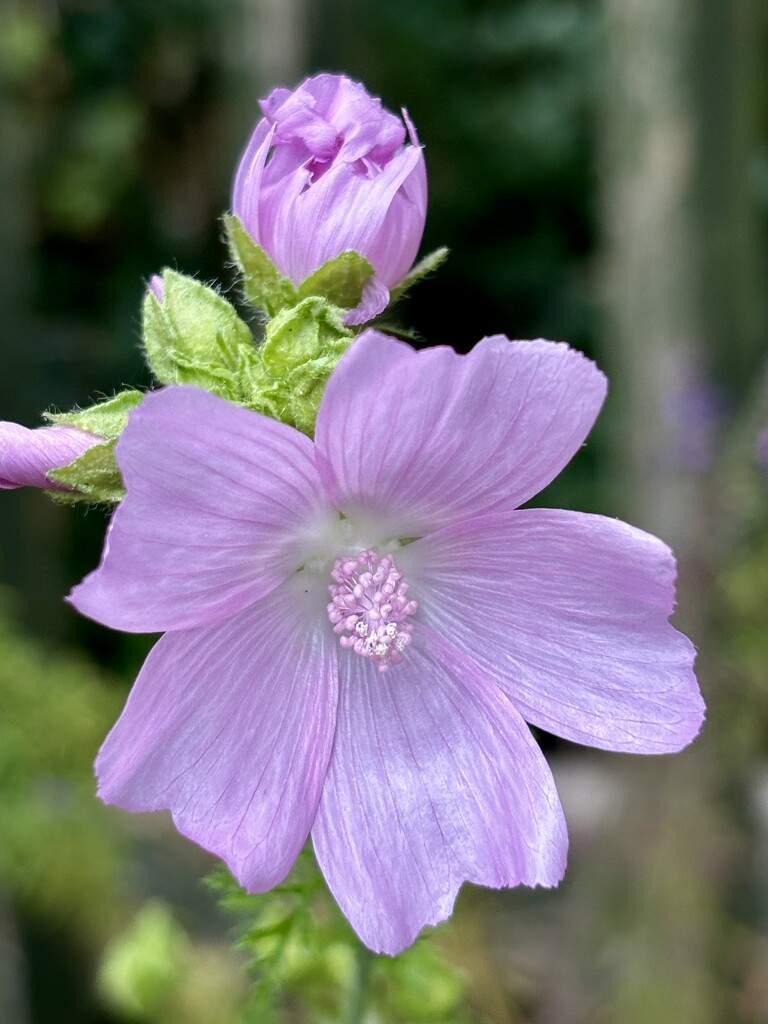 Gentle purple by lizgooster