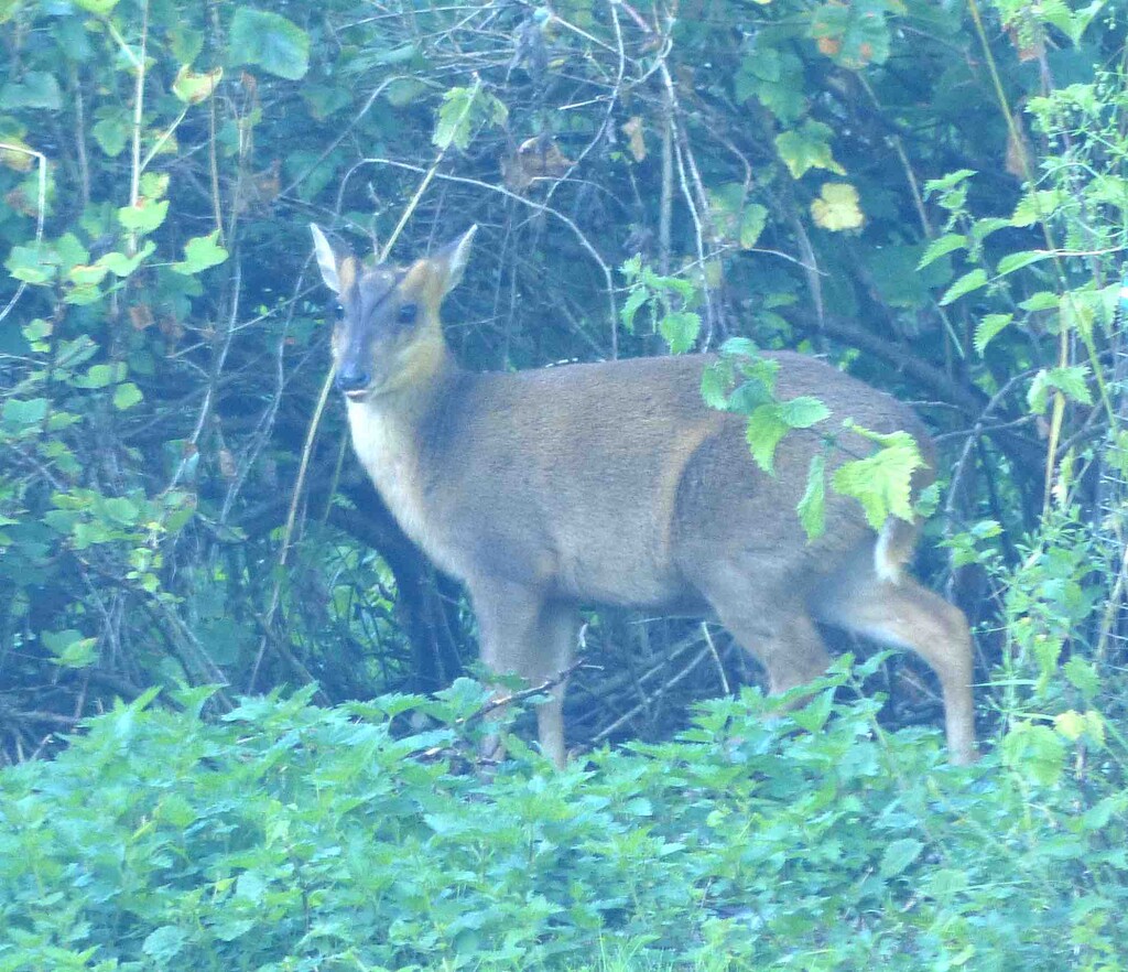 Reeves Muntjac by arkensiel