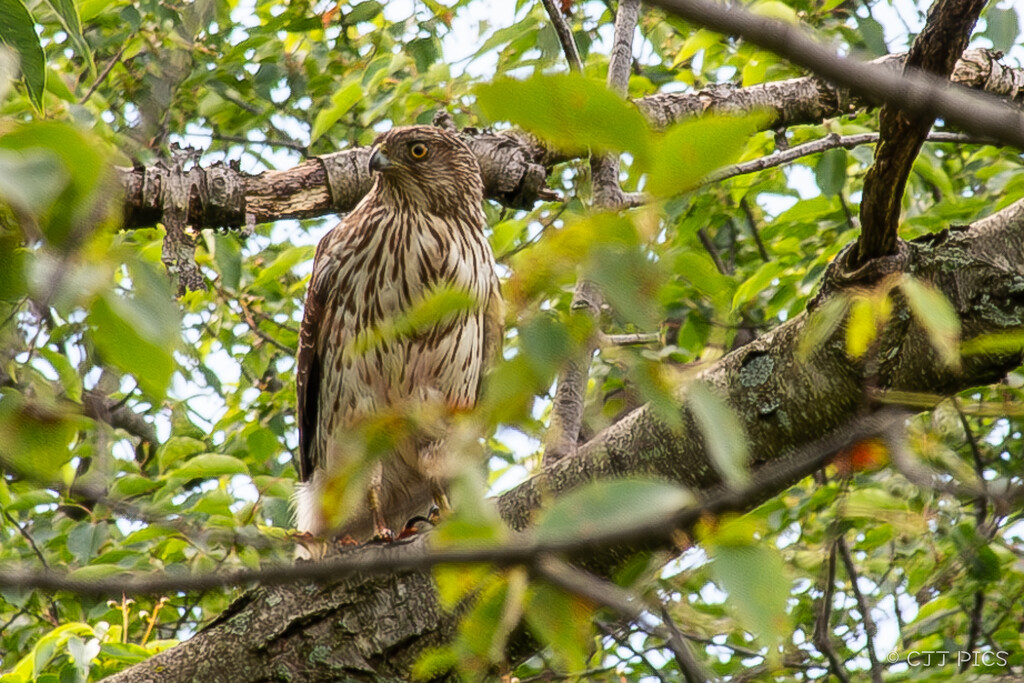 Red-Tailed Hawk by lifeisfullofpictures