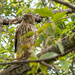 Red-Tailed Hawk