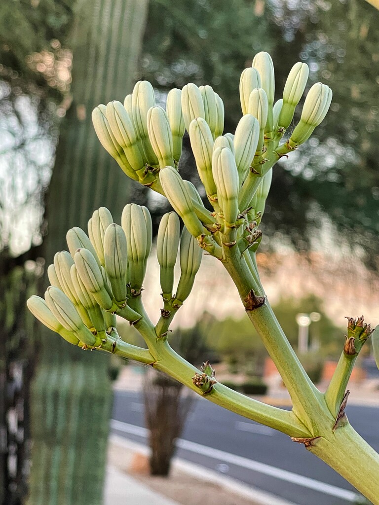 7 3 Yucca Buds by sandlily