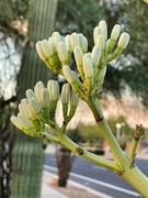 3rd Jul 2024 - 7 3 Yucca Buds