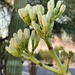 7 3 Yucca Buds