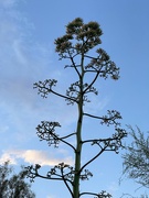 3rd Jul 2024 - 7 3 Yucca Stalk