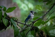 3rd Jul 2024 - Blue Jay 