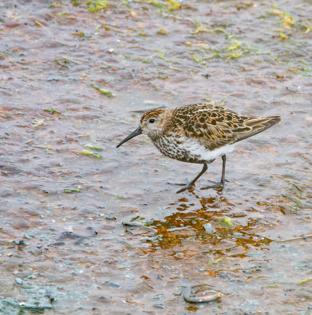 Dunlin by lifeat60degrees