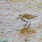 4th Jul 2024 - Dunlin