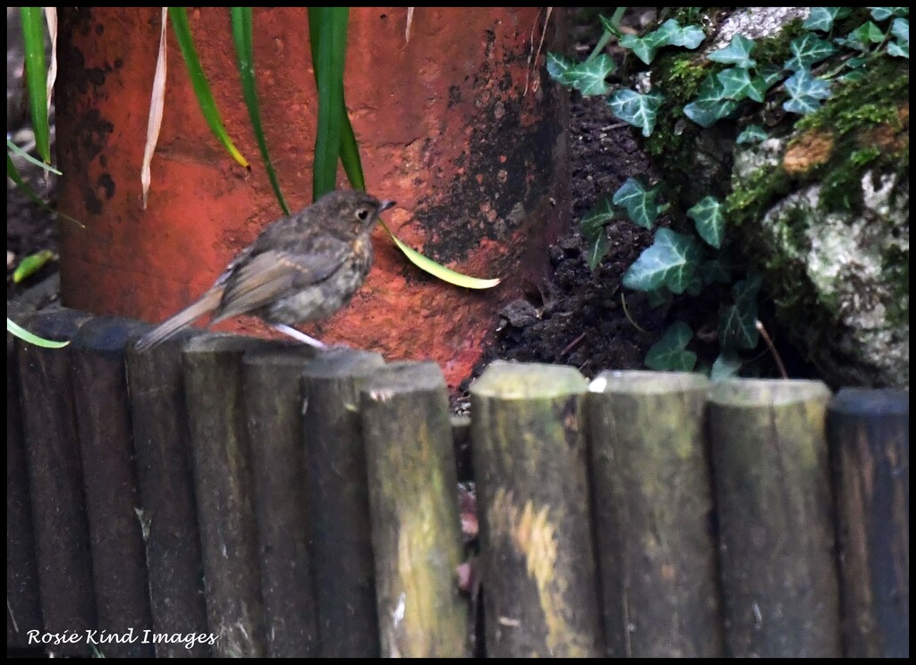 My first sighting of the little robin by rosiekind