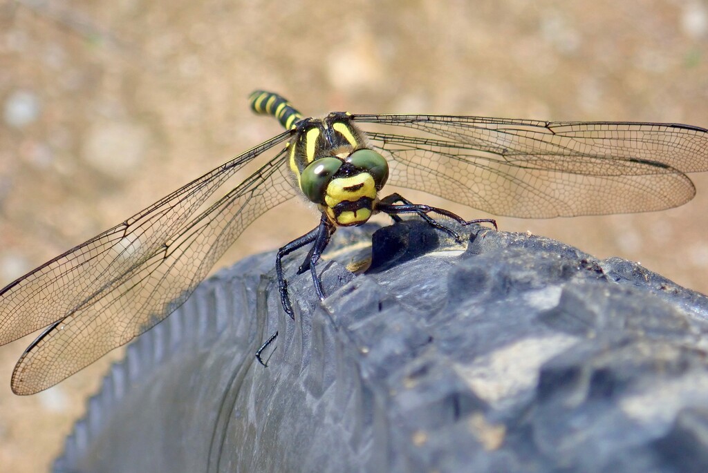 GOLD RINGED DRAGONFLY by markp