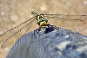 29th Jun 2024 - GOLD RINGED DRAGONFLY