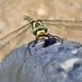 GOLD RINGED DRAGONFLY