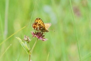 29th Jun 2024 - SMALL PEARL BORDERED FRITILLARY