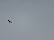 25th Jun 2024 - Soaring 