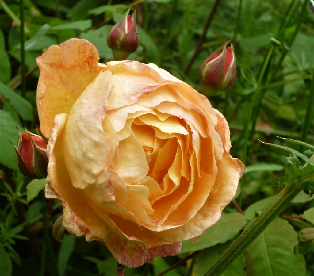 Lady of Shalott  by countrylassie