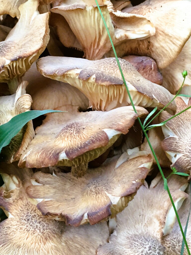 Mushroom Pileup by photohoot