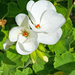 Geranium bloom by larrysphotos