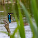 Kingfisher by phil_sandford