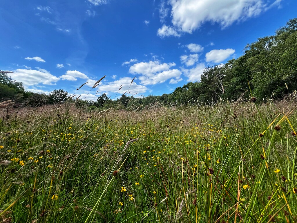 Meadow by mattjcuk