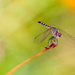 Dragonfly by ingrid01