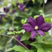 My Clematis by radiogirl