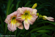 4th Jul 2024 - Today's Day Lilies