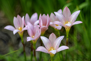 1st Jul 2024 - Rain Lilies