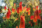 5th Jul 2024 - Red Hot Pokers galore
