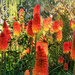 Red Hot Pokers galore by ludwigsdiana